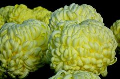 一朵菊花開出七種顏色?用手持氣象站種菊